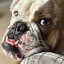 bulldog, dog, close_up, face, wrinkles, teeth, resting, plaid, pattern, furry, pet, animal, brown, white, black, nose, whiskers, expression, indoor, soft_focus