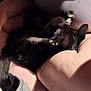 Artemis is registered to the contest to win money with this photo: animal, arm, black_cat, casual, cat, close_up, collar, comfort, cozy, dim_light, feline, human, indoor, person, pet, relaxing, resting, skin, sleeping, touch
