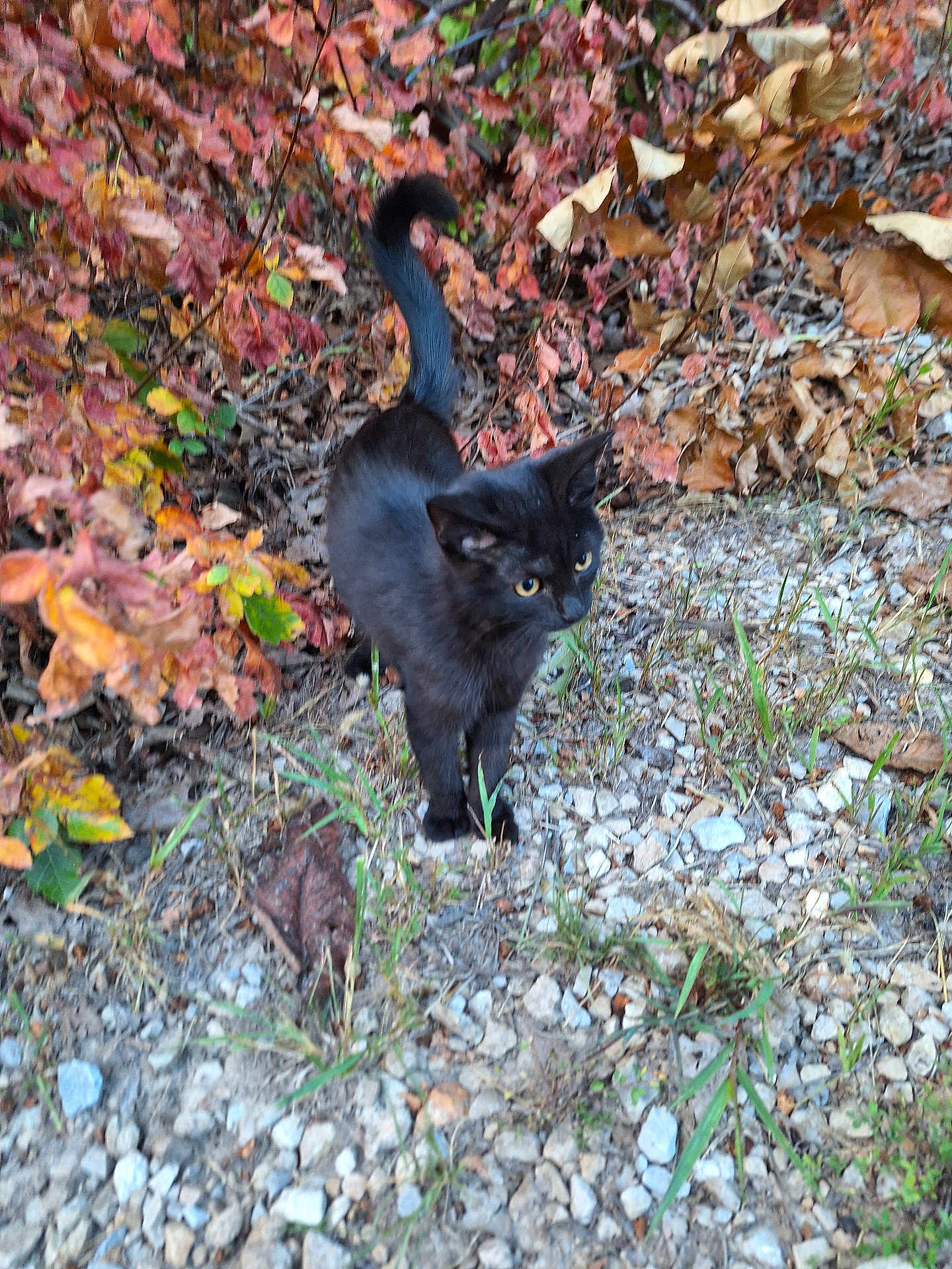 Artemis is registered to the contest to win money with this photo: black_cat, cat, animal, outdoor, autumn, leaves, gravel, nature, curious, yellow_eyes, tail, small_cat, wildlife, grass, fall, feline, pet, mammal, walking, alert