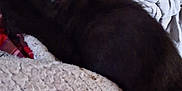 Artemis joined the competition — help win amazing prizes! cat, black_cat, blanket, couch, fabric, textured, patterned, indoor, pet, animal, resting, lying_down, furniture, cozy, soft, sleeping, dark, blurred, closeup, domestic