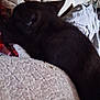 cat, black_cat, blanket, couch, fabric, textured, patterned, indoor, pet, animal, resting, lying_down, furniture, cozy, soft, sleeping, dark, blurred, closeup, domestic