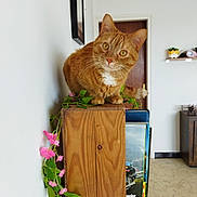 Salem a rejoint le concours — aidez-le/la à gagner de superbes lots ! animal, cat, closet, cupboard, flower, flowerarrangement, flowerbouquet, furniture, hardwood, indoors, interiordesign, jar, pet, plant, planter, plywood, pottedplant, pottery, vase, wood