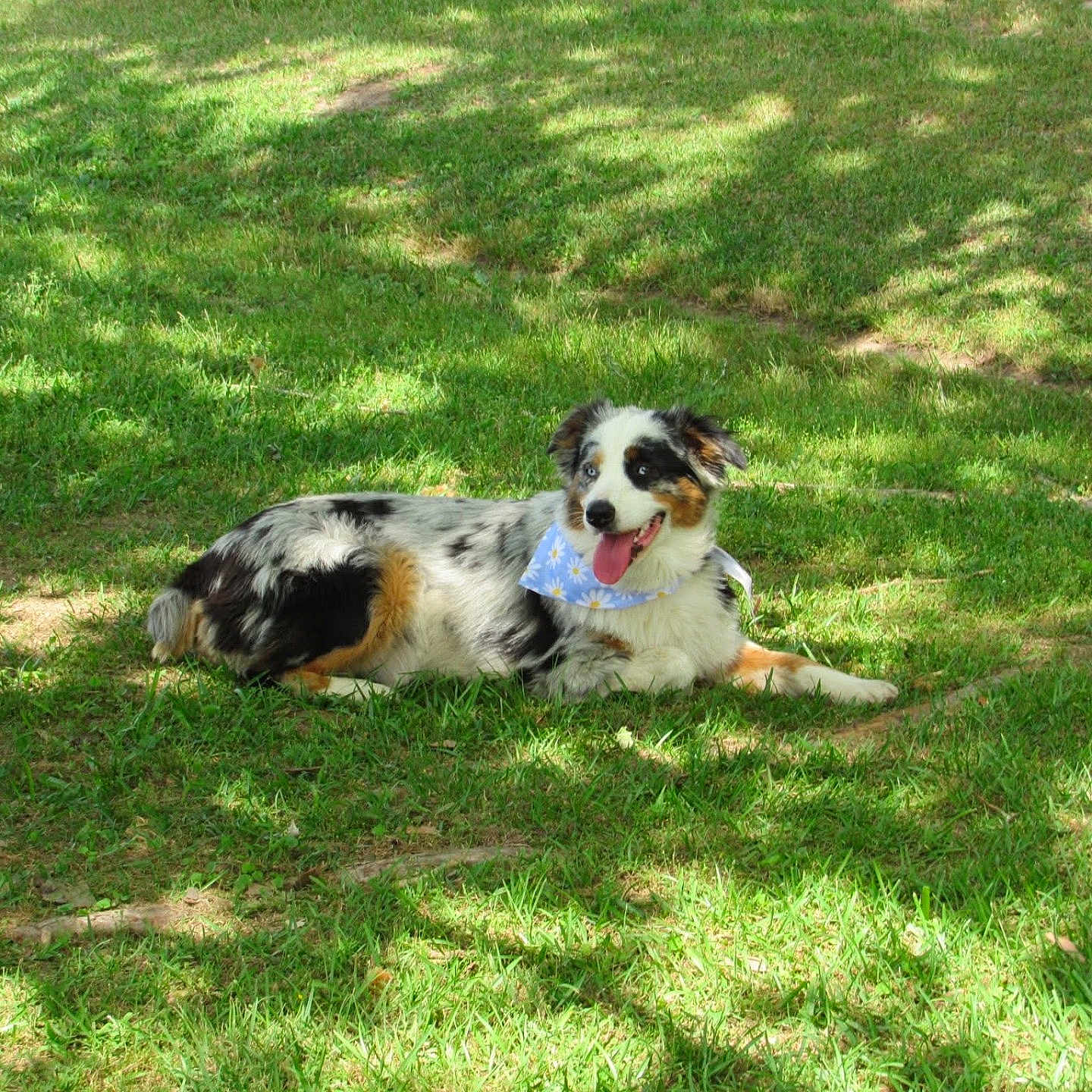 Maggie is registered to the contest to win money with this photo: animal, australian_shepherd, bandana, blue_bandana, canine, daisy_pattern, dog, grass, greenery, happy, nature, outdoor, panting, pet, playful, resting, shadow, summer, sunlight, tongue_out