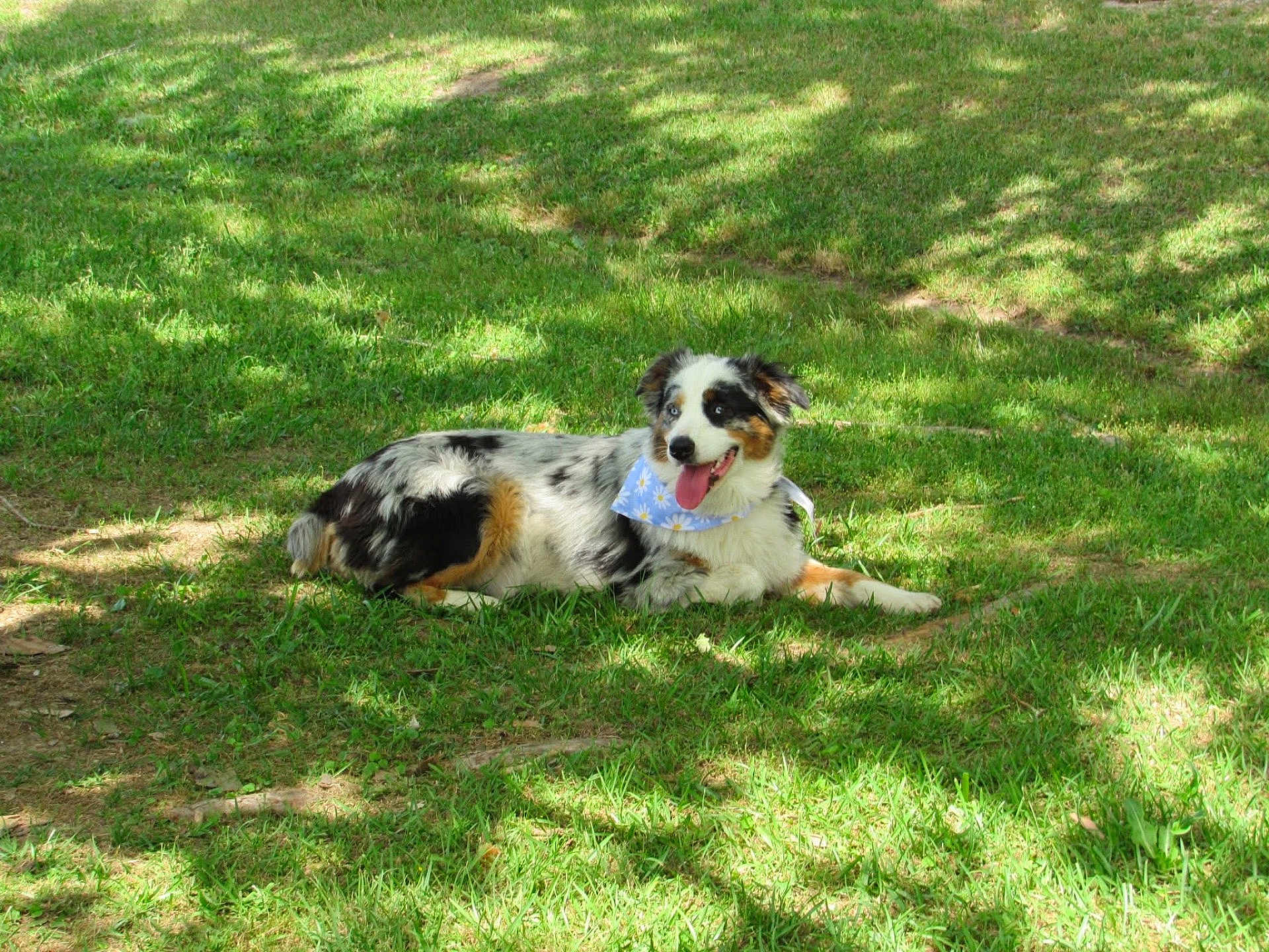 Maggie is registered to the contest to win money with this photo: dog, australian_shepherd, grass, bandana, blue_bandana, daisy_pattern, outdoor, sunlight, shadow, happy, panting, pet, canine, animal, nature, summer, greenery, resting, tongue_out, playful