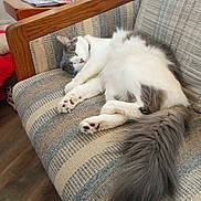 Tommy joined the competition — help win amazing prizes! cat, sleeping, couch, striped, furniture, indoor, wooden_armrest, tail, paw, fur, cozy, relaxed, pet, domestic_animal, mammal, home, table, magazines, floor, blanket