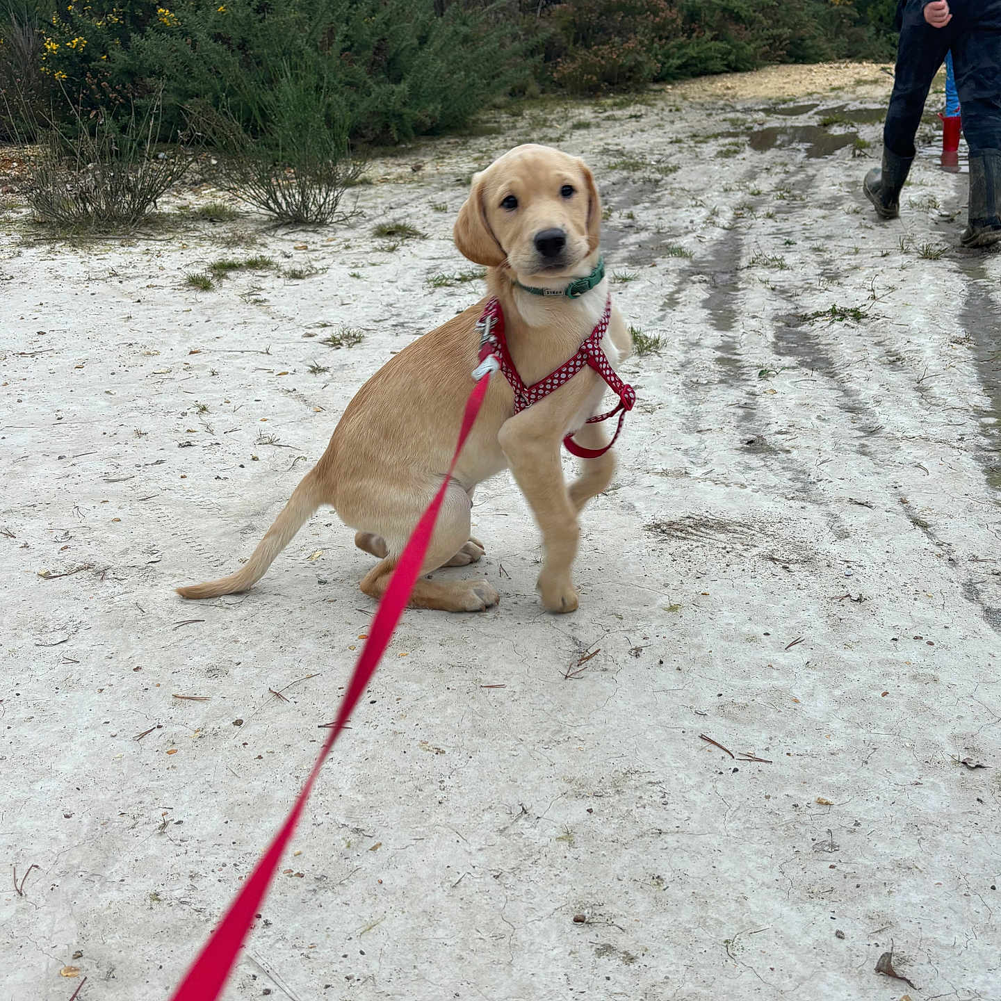 Bandit is registered to the contest to win money with this photo: accessories, adult, animal, canine, clothing, dog, footwear, hound, labradorretriever, leash, male, man, outdoors, person, pet, plant, puppy, shoe, strap, tree