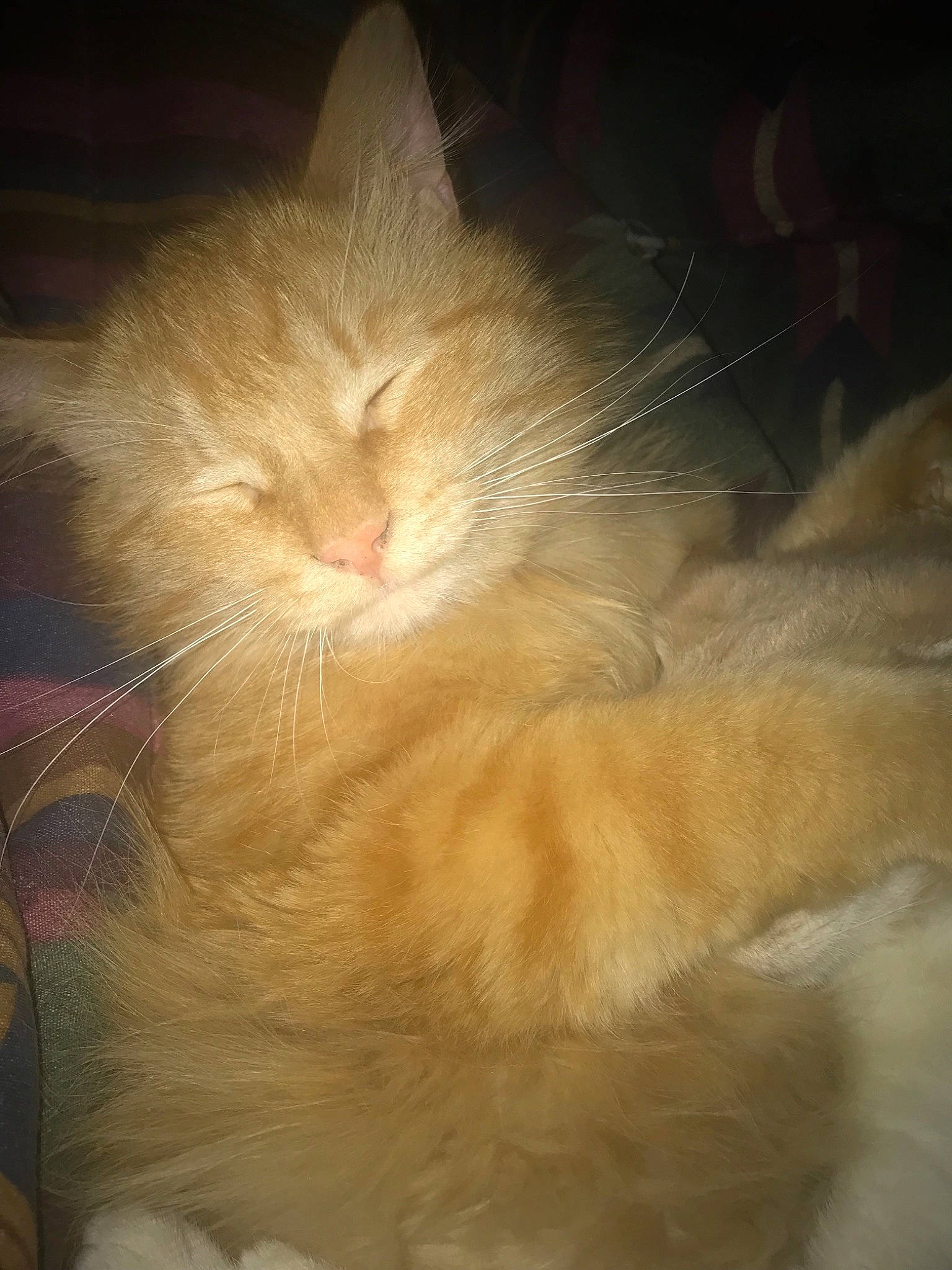 Carmel joined the competition — help win amazing prizes! carnivore, cat, domestic_long_haired_cat, fawn, felidae, fur, norwegian_forest_cat, nose, small_to_medium_sized_cats, snout, tail, turkish_angora, whiskers