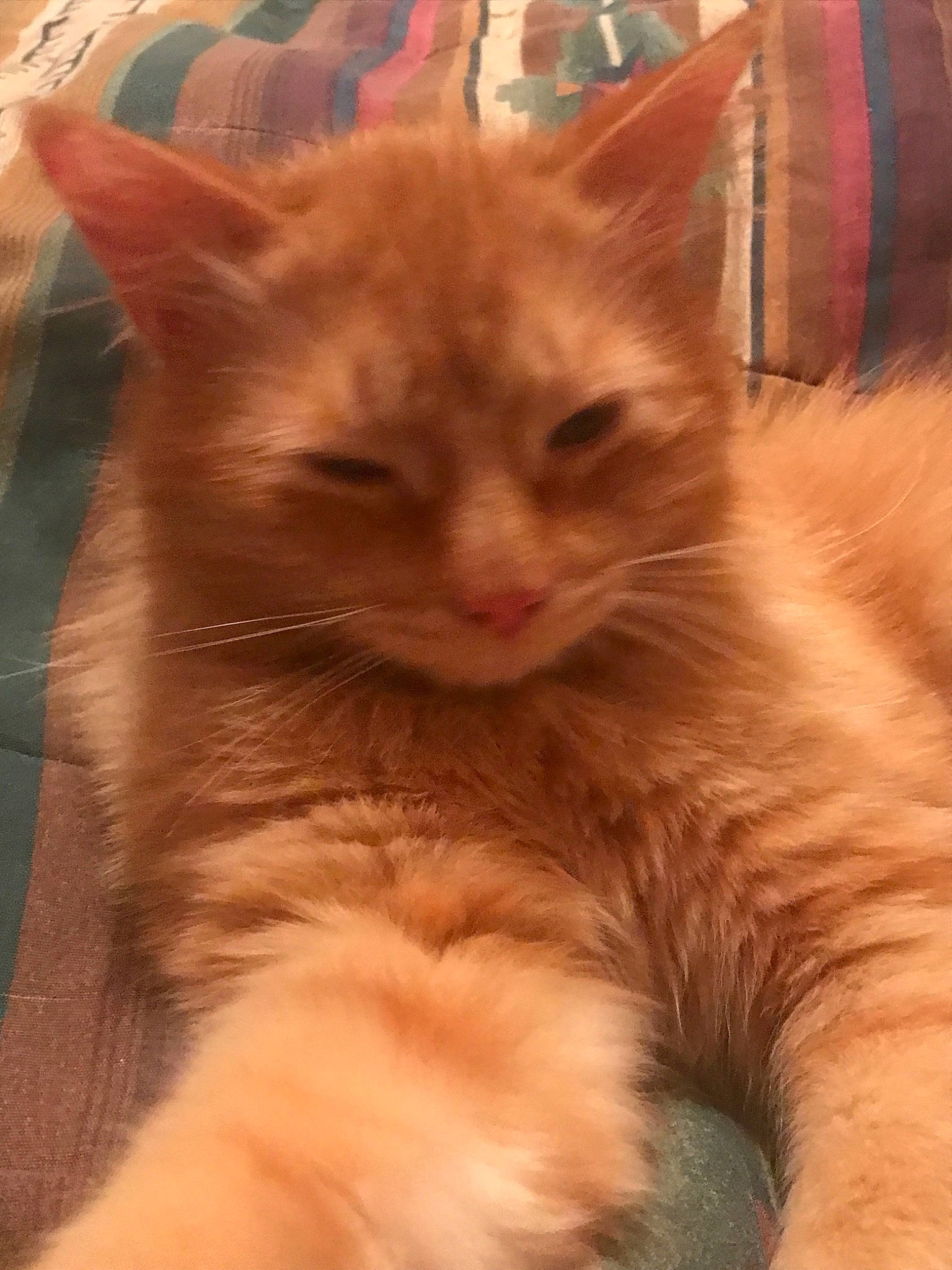 Carmel is registered to the contest to win money with this photo: asian, carnivore, cat, cymric, domestic_long_haired_cat, domestic_short_haired_cat, fawn, felidae, kitten, maine_coon, mammal, nebelung, polydactyl_cat, ragamuffin, small_to_medium_sized_cats, snout, somali, turkish_angora, vertebrate, whiskers