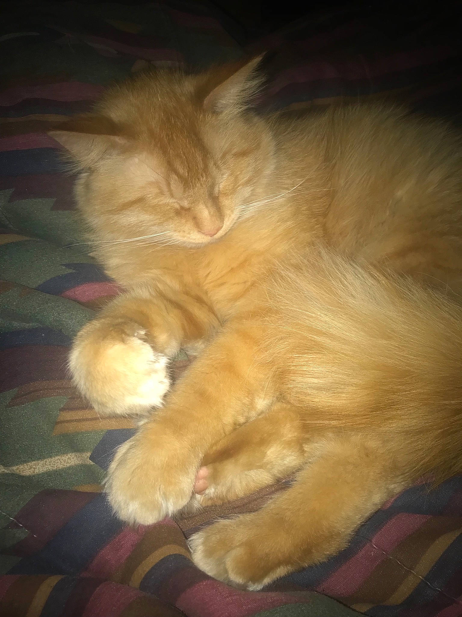 Carmel joined the competition — help win amazing prizes! asian_semi_longhair, carnivore, cat, claw, domestic_long_haired_cat, fawn, felidae, fur, kitten, nose, paw, persian, polydactyl_cat, small_to_medium_sized_cats, tail, whiskers