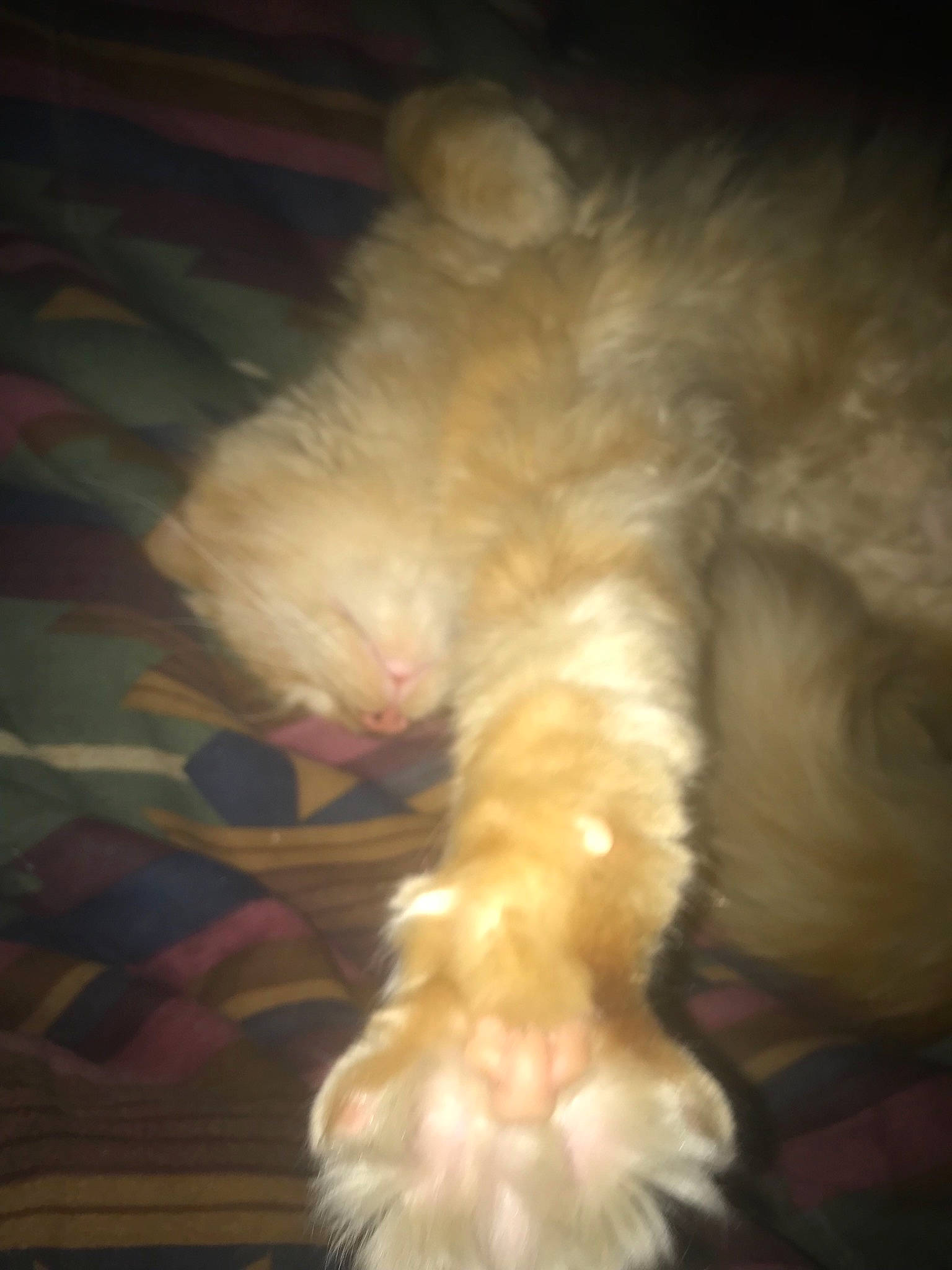 Carmel is registered to the contest to win money with this photo: canidae, carnivore, cat, cloud, dog_breed, domestic_long_haired_cat, fawn, felidae, fur, kitten, paw, persian, small_to_medium_sized_cats, tail, whiskers