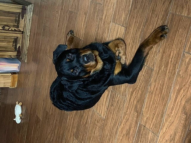 Maxx joined the competition — help win amazing prizes! art, canidae, carnivore, dog_breed, wood