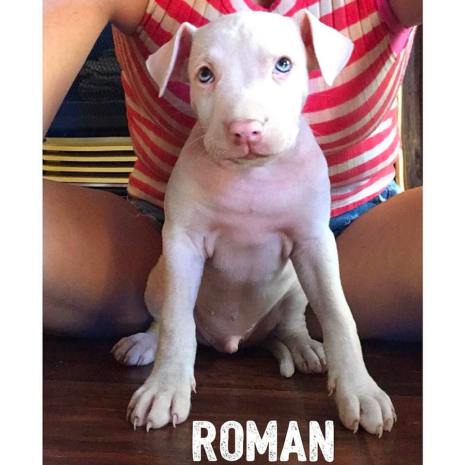 Roman is registered to the contest to win money with this photo: american_pit_bull_terrier, bull_and_terrier, bull_terrier, bull_terrier_miniature, canidae, carnivore, dog, dog_breed, english_white_terrier, fawn, gull_terr, mammal, non_sporting_group, nose, old_english_terrier, photo_caption, puppy, rare_breed_dog, snout, vertebrate