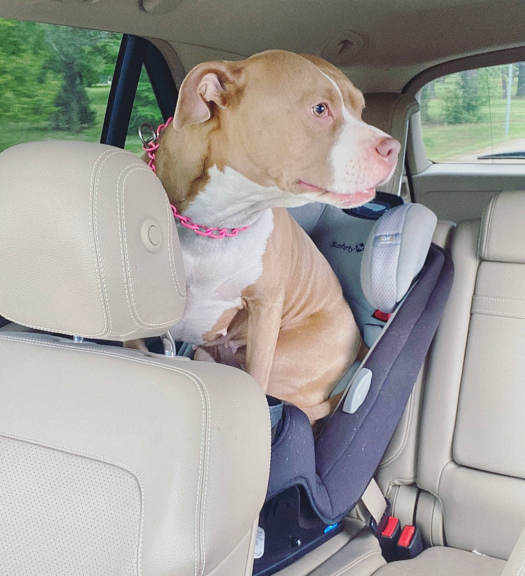 Mila joined the competition — help win amazing prizes! american_pit_bull_terrier, auto_part, canidae, car, car_seat, car_seat_cover, carnivore, companion_dog, dog, dog_breed, fawn, non_sporting_group, pit_bull, seat_belt, snout, sporting_group, vehicle, vehicle_door