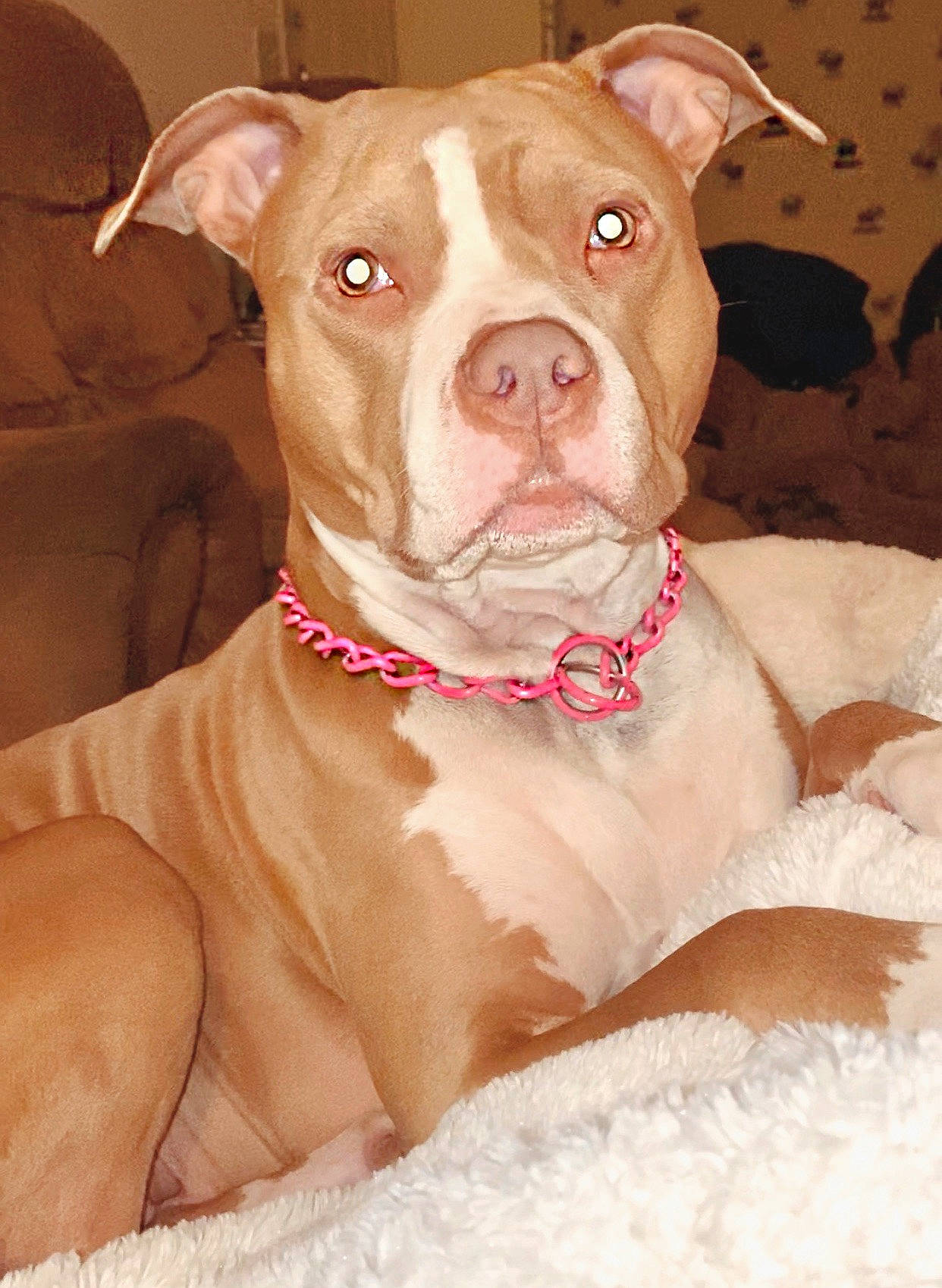 Mila joined the competition — help win amazing prizes! american_bulldog, american_pit_bull_terrier, american_staffordshire_terrier, canidae, carnivore, companion_dog, dog, dog_breed, dog_collar, fawn, mammal, non_sporting_group, pit_bull, rare_breed_dog, snout, sporting_group, staffordshire_bull_terrier, valley_bulldog, vertebrate, whiskers