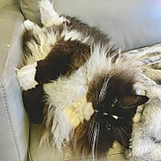 Teddy is registered to the contest to win money with this photo: cat, fluffy, relaxed, upside_down, couch, furniture, pet, whiskers, fur, indoor, cozy, sleepy, domestic_animal, mammal, resting, closeup, cute, animal, soft, companion