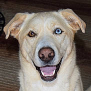 Honey joined the competition — help win amazing prizes! dog, heterochromia, brown_eye, blue_eye, smiling, pet_bowl, carpet, indoor, canine, happy, fur, animal, mammal, nose, ears, tail, domestic_animal, portrait, closeup, sitting