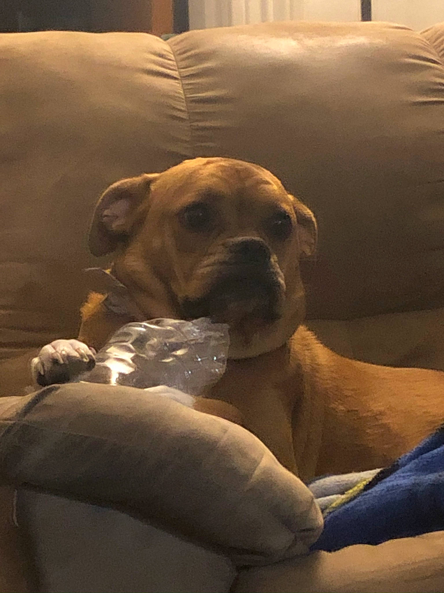 Ripley is registered to the contest to win money with this photo: ancient_dog_breeds, boxer, canidae, carnivore, comfort, companion_dog, dog, dog_breed, fawn, guard_dog, non_sporting_group, paw, pet_supply, snout, sporting_group, toy_dog, whiskers, working_animal, working_dog, wrinkle