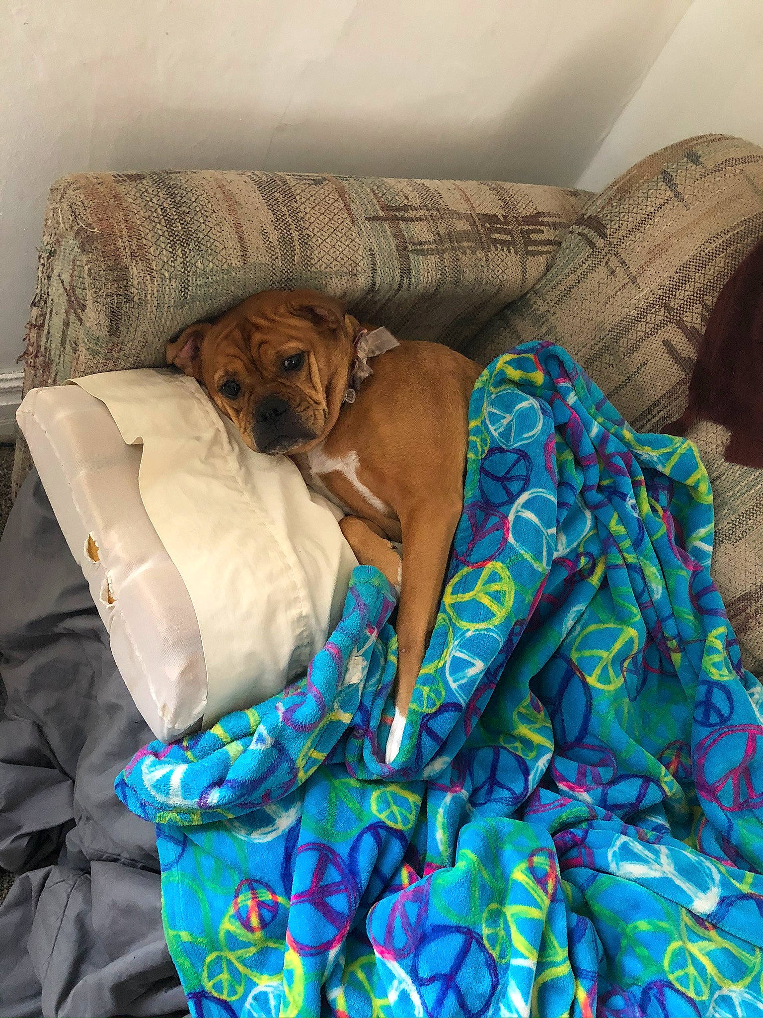 Ripley is registered to the contest to win money with this photo: bed_sheet, bedding, carnivore, comfort, companion_dog, couch, dog, dog_breed, dog_supply, duvet, electric_blue, fawn, fur, linens, liver, pattern, pillow, room, throw_pillow, working_animal