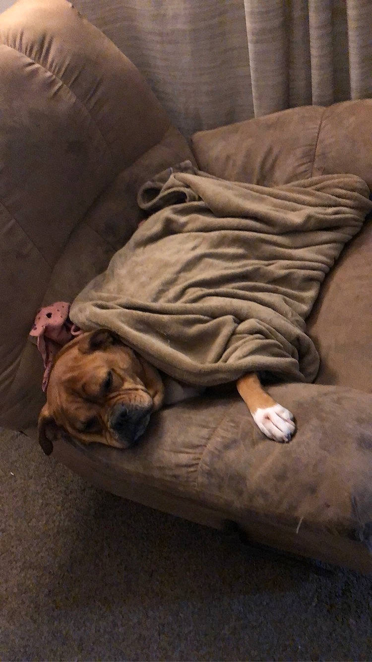 Ripley is registered to the contest to win money with this photo: brown, carnivore, comfort, companion_dog, dog, dog_breed, fawn, floor, flooring, hardwood, human_leg, knee, linens, sitting, sporting_group, tints_and_shades, vertebrate, wood, working_animal, wrinkle