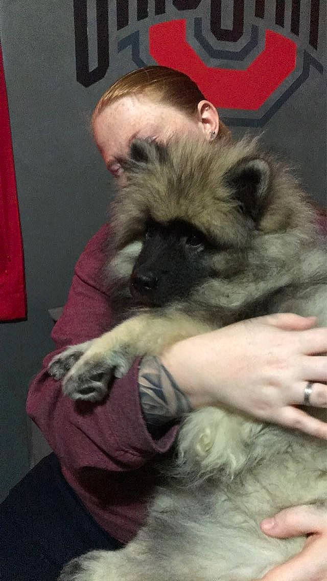 Maverick is registered to the contest to win money with this photo: canidae, carnivore, companion_dog, dog, dog_breed, ear, fawn, fur, non_sporting_group, snout, sporting_group, terrestrial_animal, toy_dog, working_animal