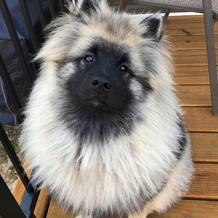 Maverick