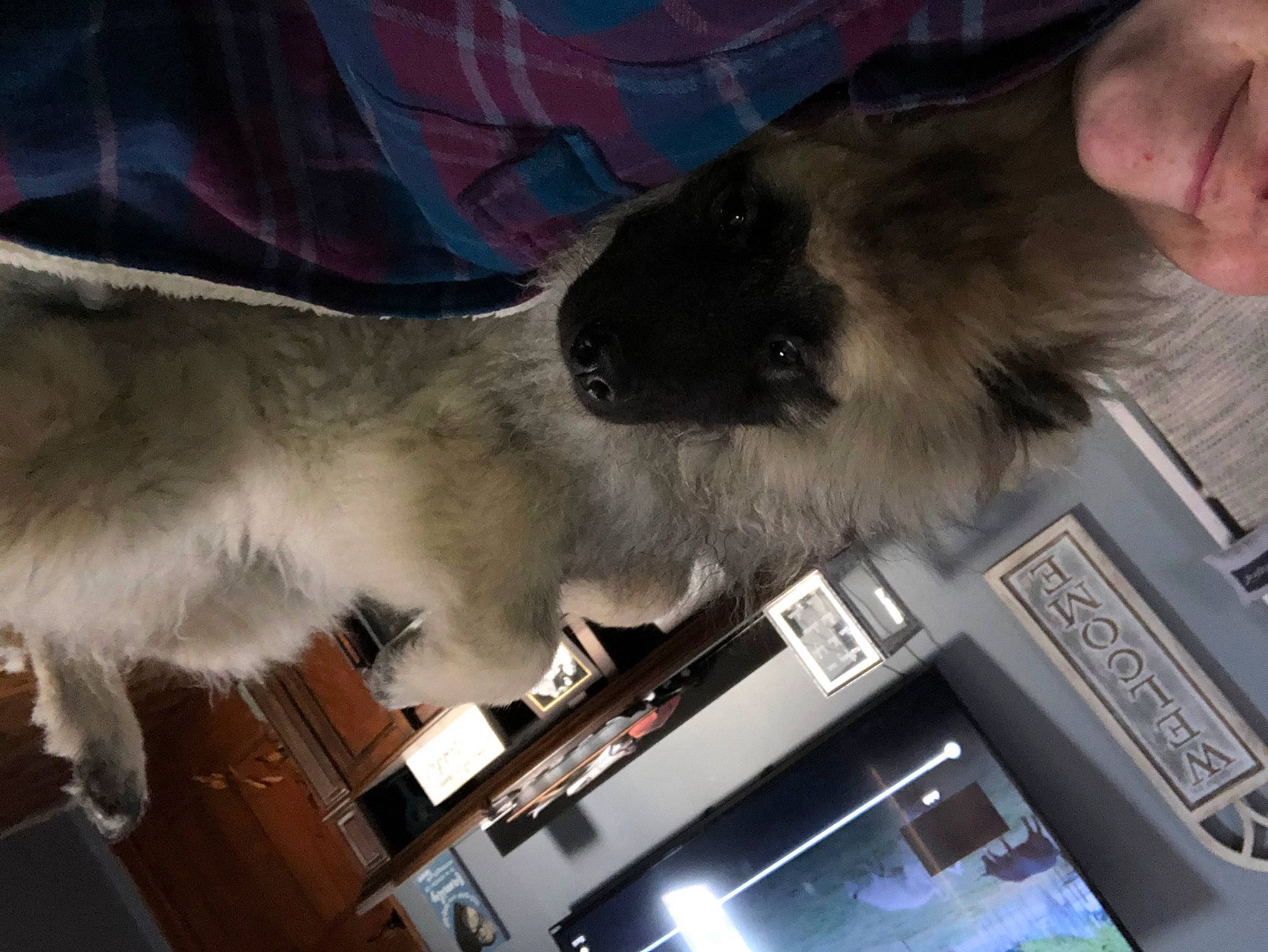 Maverick is registered to the contest to win money with this photo: audio_equipment, canidae, carnivore, collar, companion_dog, dog, dog_breed, fawn, felidae, fur, snout, sporting_group