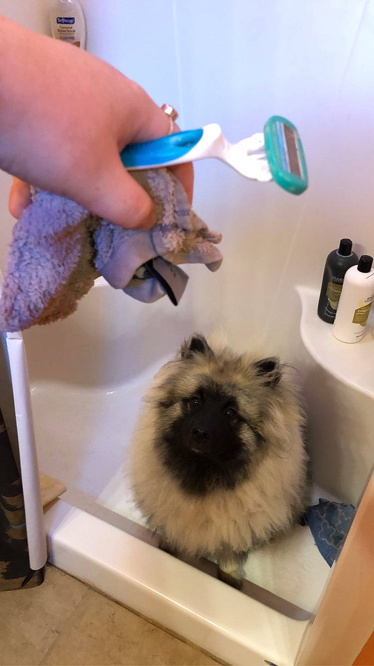 Maverick joined the competition — help win amazing prizes! art, bird, cat, electric_blue, felidae, fur, gas, household_supply, kitchen_appliance, nail, siamese, tap, whiskers