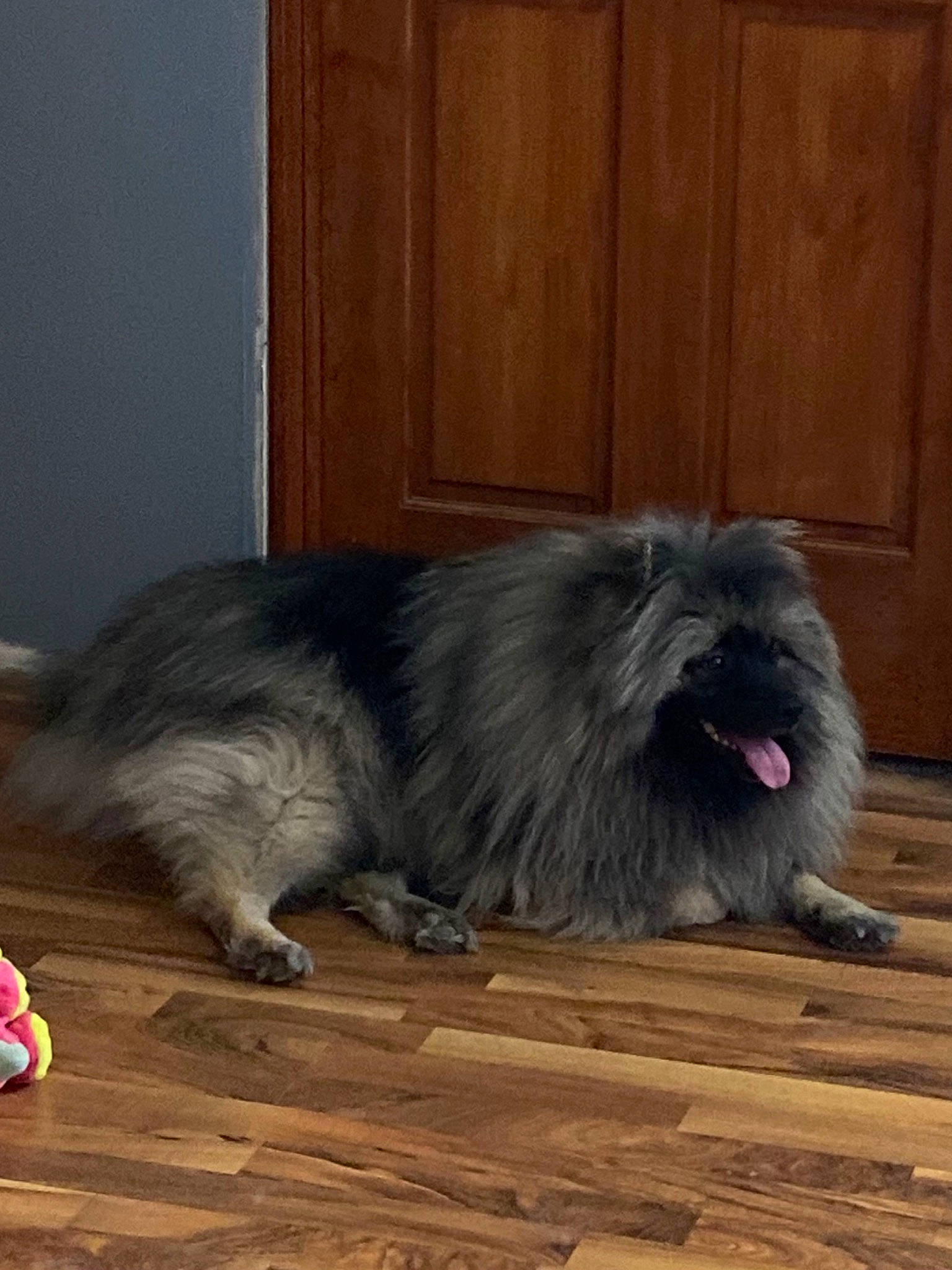 Maverick joined the competition — help win amazing prizes! carnivore, companion_dog, dog, dog_breed, door, flooring, fur, grey, hardwood, laminate_flooring, liver, plank, tail, terrestrial_animal, varnish, whiskers, wood, wood_flooring, wood_stain, working_animal