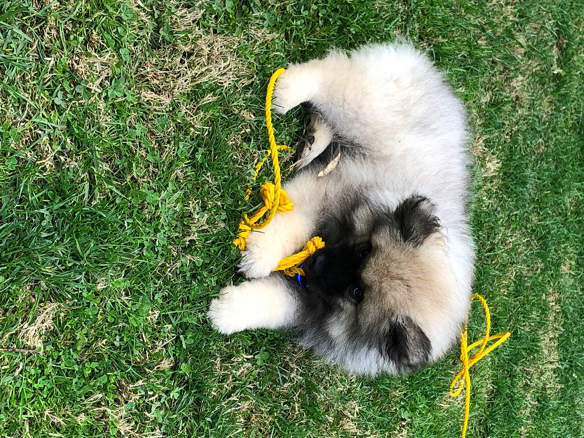 Zoey joined the competition — help win amazing prizes! beak, canidae, companion_dog, dog_breed, fur, grass, grass_family, grassland, grazing, groundcover, livestock, pasture, paw, plant, snout, sporting_group, tail, terrestrial_animal, water_bird, wildlife