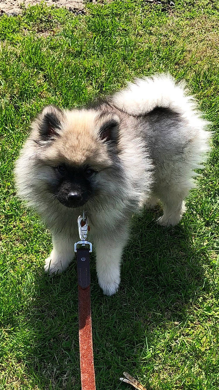 Zoey joined the competition — help win amazing prizes! ancient_dog_breeds, canidae, carnivore, companion_dog, dog, dog_breed, fawn, felidae, fur, grass, sporting_group, tail, terrestrial_animal, whiskers, wildlife, working_animal