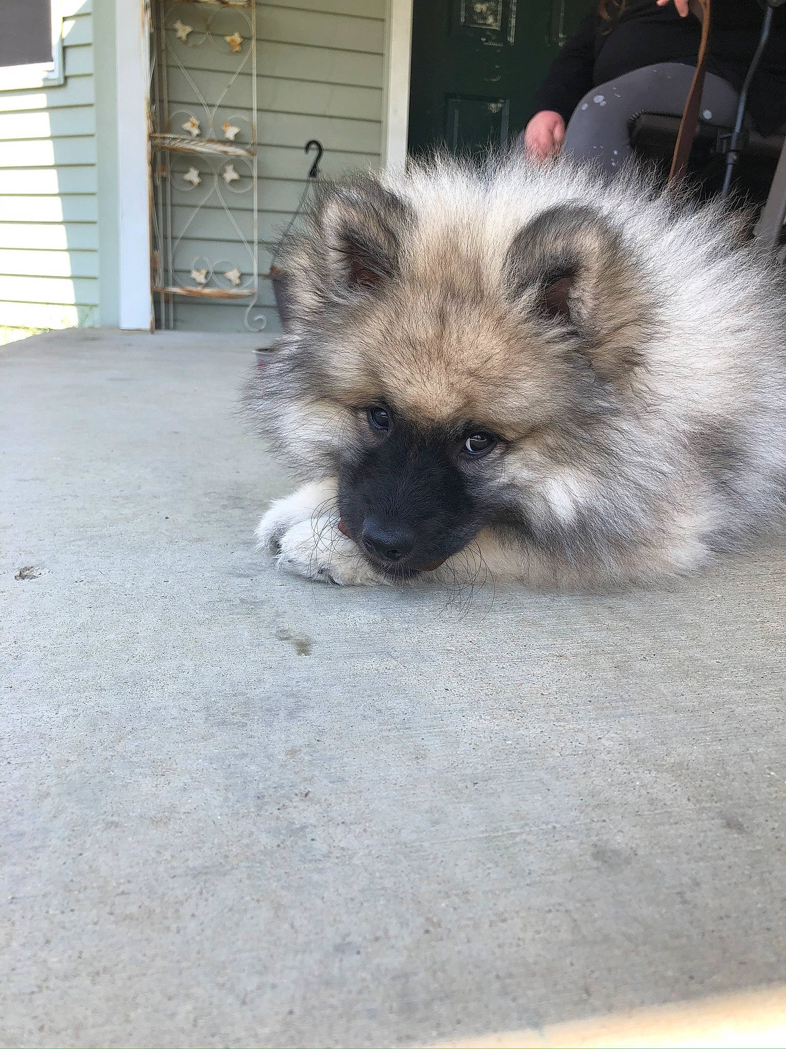 Zoey is registered to the contest to win money with this photo: ancient_dog_breeds, canidae, carnivore, companion_dog, dog, dog_breed, door, fawn, fur, german_spitz_klein, german_spitz_mittel, home_door, road_surface, snout, sporting_group, terrestrial_animal, toy_dog, whiskers, wildlife, working_animal