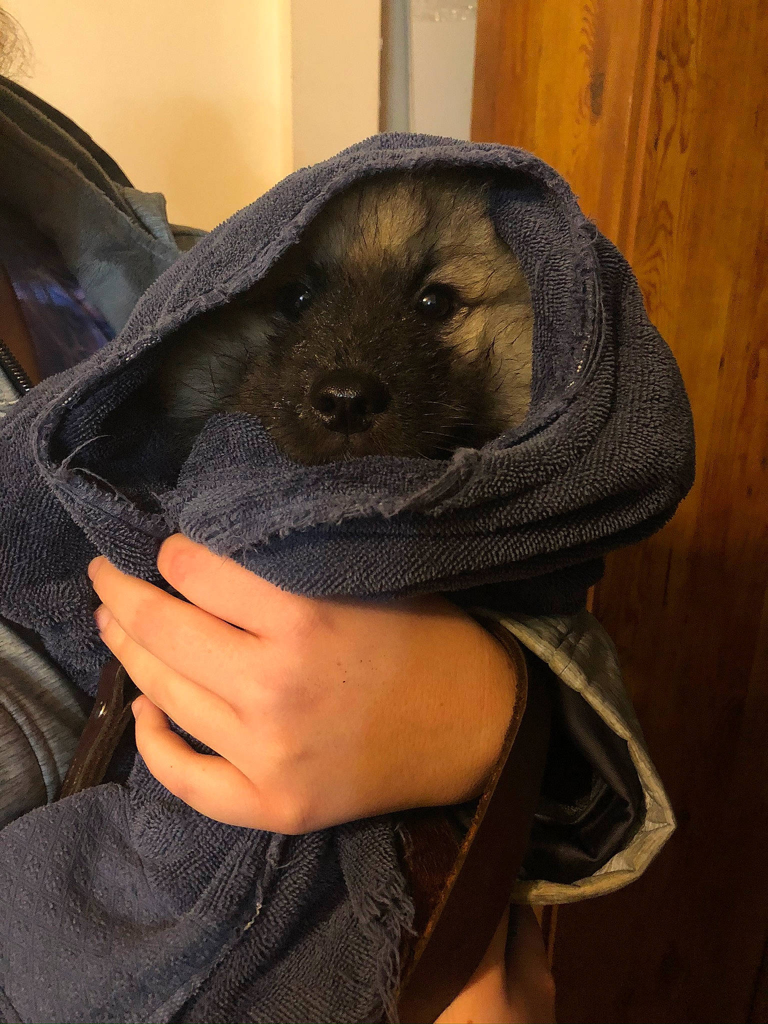 Zoey joined the competition — help win amazing prizes! baseball_cap, cap, carnivore, comfort, companion_dog, costume_hat, cowboy_hat, dog, dog_breed, fashion_accessory, fawn, fur, gesture, hat, liver, personal_protective_equipment, selfie, snout, sun_hat, working_animal