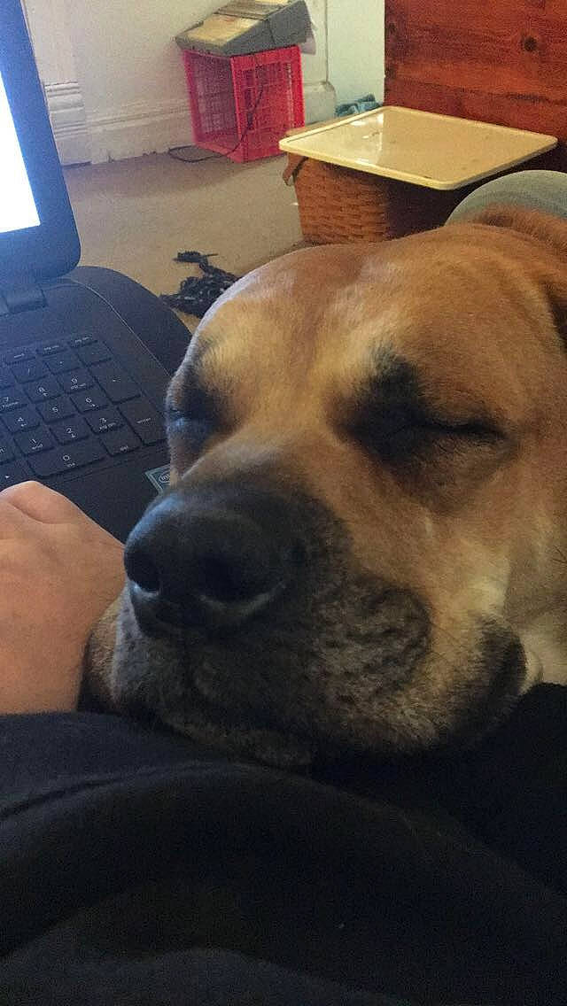 Chunk joined the competition — help win amazing prizes! canidae, carnivore, comfort, companion_dog, computer, computer_keyboard, dog, dog_breed, ear, fawn, fur, input_device, laptop, non_sporting_group, office_equipment, peripheral, personal_computer, sporting_group, whiskers, working_animal