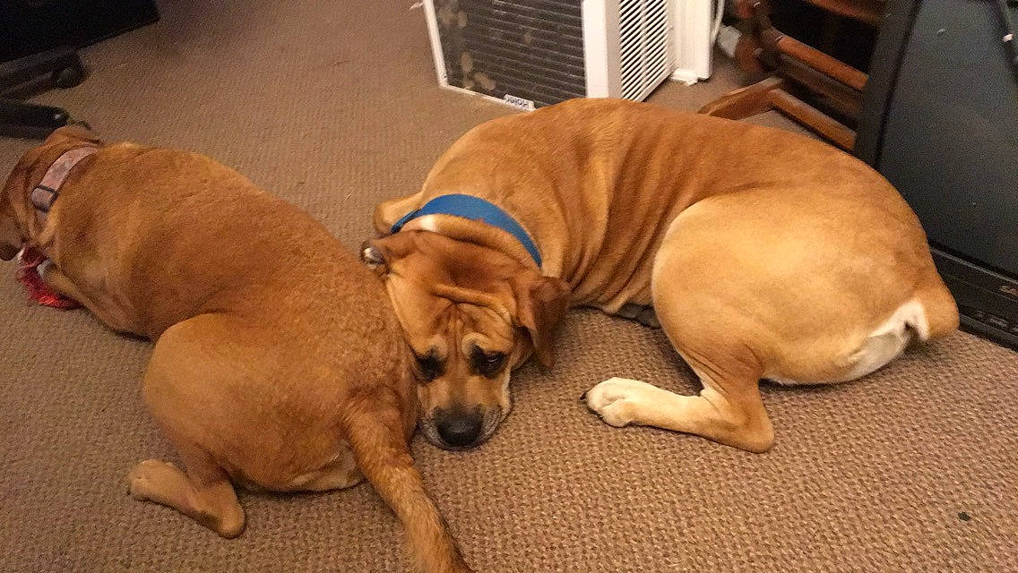 Chunk is registered to the contest to win money with this photo: canidae, carnivore, collar, comfort, companion_dog, dog, dog_breed, dog_collar, dog_supply, door_mat, fawn, flooring, hardwood, liver, paw, pet_supply, snout, sporting_group, tail, working_animal