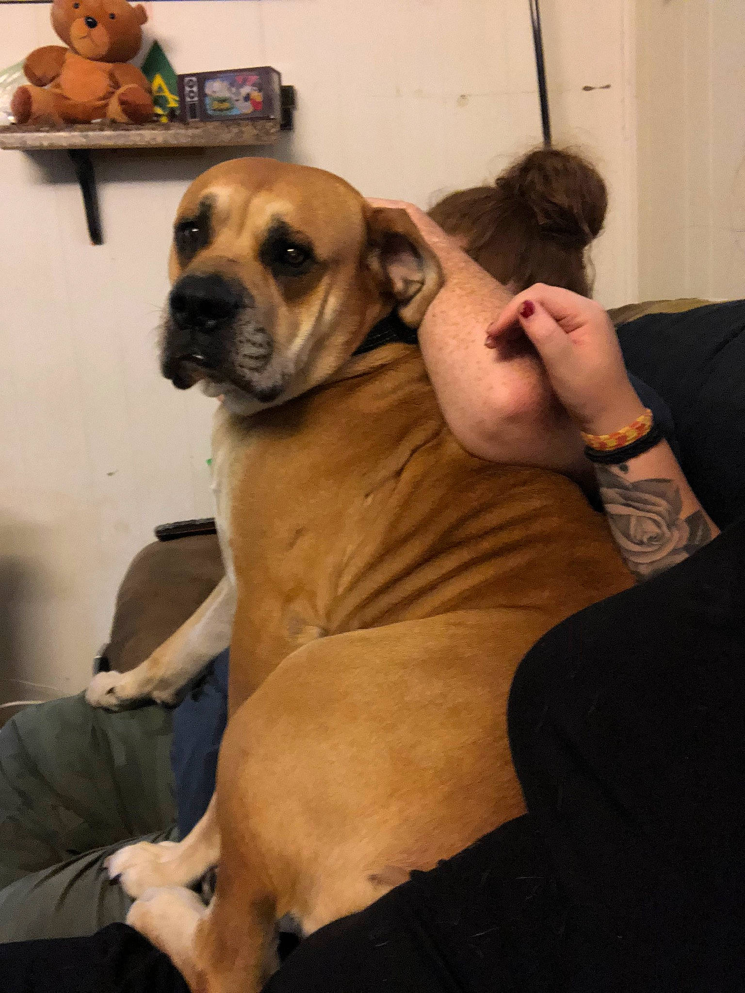 Chunk is registered to the contest to win money with this photo: carnivore, comfort, companion_dog, dog, dog_breed, elbow, fawn, fur, guard_dog, molosser, sitting, sporting_group, stuffed_toy, toy, toy_dog, watch, whiskers, working_animal, working_dog, wrinkle