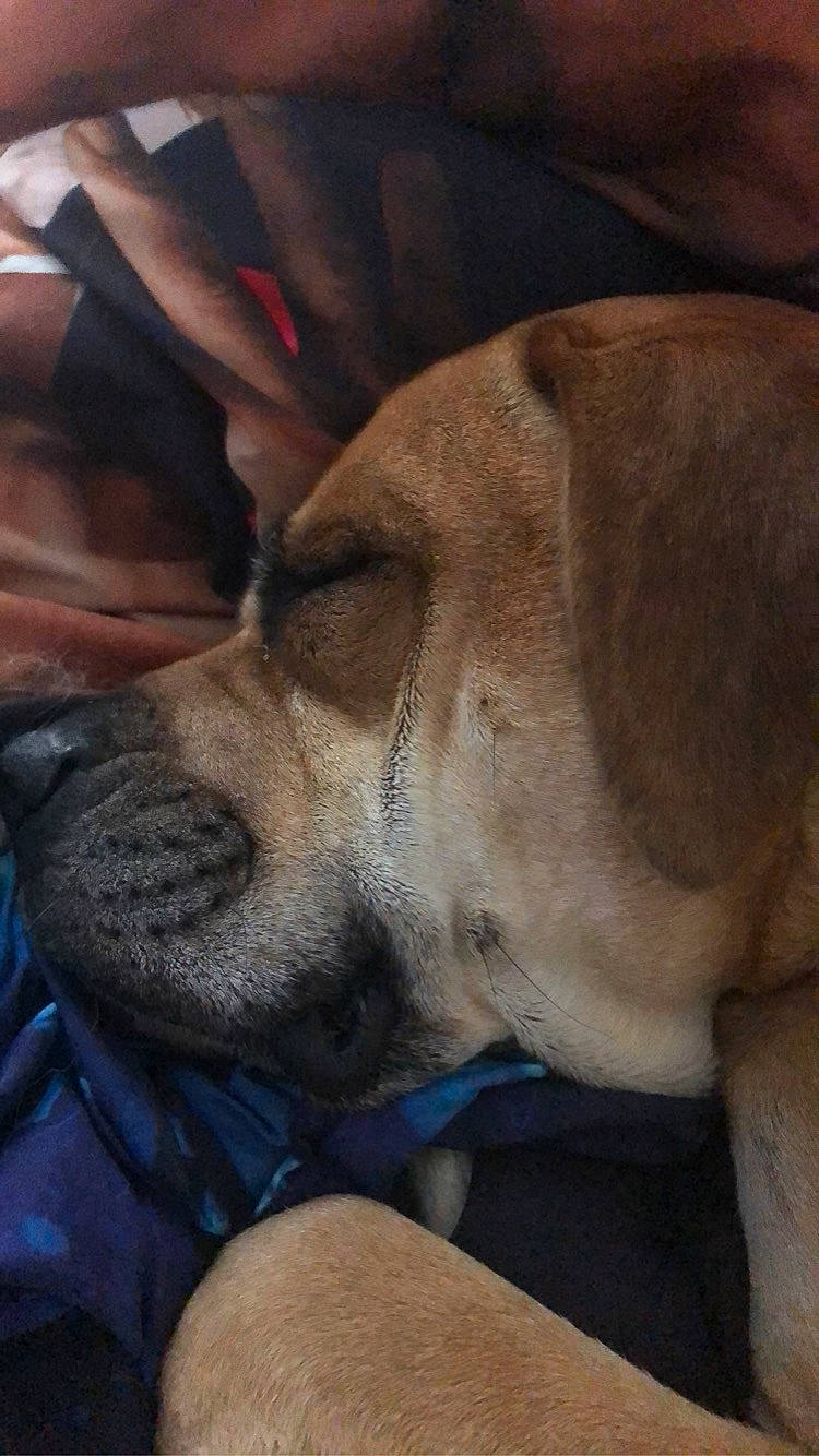 Chunk is registered to the contest to win money with this photo: canidae, carnivore, collar, companion_dog, dog, dog_breed, dog_collar, fawn, fur, guard_dog, nap, non_sporting_group, paw, puppy, puppy_love, sleep, sporting_group, street_dog, whiskers, working_animal