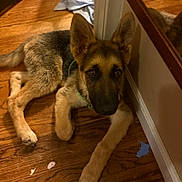 Sparky joined the competition — help win amazing prizes! dog, puppy, german_shepherd, floor, wooden_floor, mirror, wall, pet, animal, indoor, young, fur, ears, collar, curious, looking_up, lying_down, brown, black, domestic