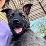 puppy, dog, tongue_out, close_up, person_partial, purple_shirt, umbrella, striped_umbrella, outdoor, sunny, tree, happy, cute, pet, canine, fur, snout, ears, tongue, portrait