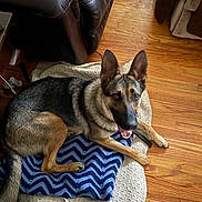 Sassy is registered to the contest to win money with this photo: animal, black, blanket, brown, canine, cozy, dog, domestic_animal, ears_up, floor, fur, german_shepherd, home, indoor, laying_down, looking_up, open_mouth, pet, relaxed, wooden_floor