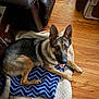 animal, black, blanket, brown, canine, cozy, dog, domestic_animal, ears_up, floor, fur, german_shepherd, home, indoor, laying_down, looking_up, open_mouth, pet, relaxed, wooden_floor