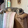 armrest, blanket, brown, cat, comfort, couch, cozy, domestic, feline, furniture, home, indoor, natural_light, pet, relaxing, resting, sleeping, striped, tabby, window