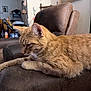 cat, orange_tabby, feline, pet, indoor, armchair, leather, furniture, relaxed, resting, whiskers, ears, side_view, domestic_animal, home, living_room, brown, cozy, animal, cute