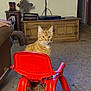 boots, brown, cat, chair, couch, curious, domestic, floor, furniture, hand, home, indoor, living_room, orange_tabby, person, pet, plastic, red, relaxed, wooden_cabinet