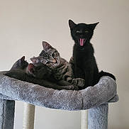 Pot Belly And Doc joined the competition — help win amazing prizes! kitten, cat, black_cat, tabby_cat, cat_tree, pet, animal, sleeping, yawning, indoor, soft, gray, fur, cute, pile, resting, ears, whiskers, claws, playful