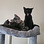 kitten, cat, black_cat, tabby_cat, cat_tree, pet, animal, sleeping, yawning, indoor, soft, gray, fur, cute, pile, resting, ears, whiskers, claws, playful
