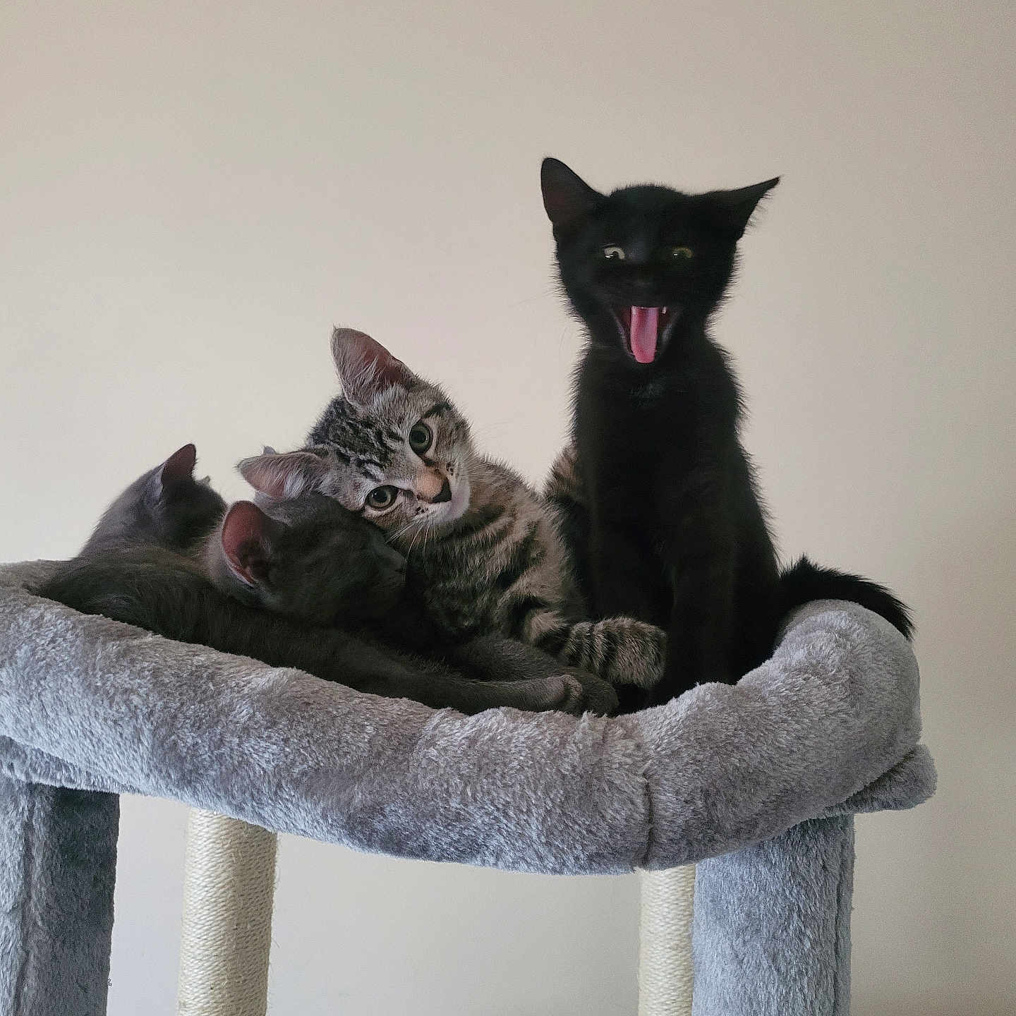 Pot Belly And Doc joined the competition — help win amazing prizes! animal, black_cat, cat, cat_tree, claws, cute, ears, fur, gray, indoor, kitten, pet, pile, playful, resting, sleeping, soft, tabby_cat, whiskers, yawning