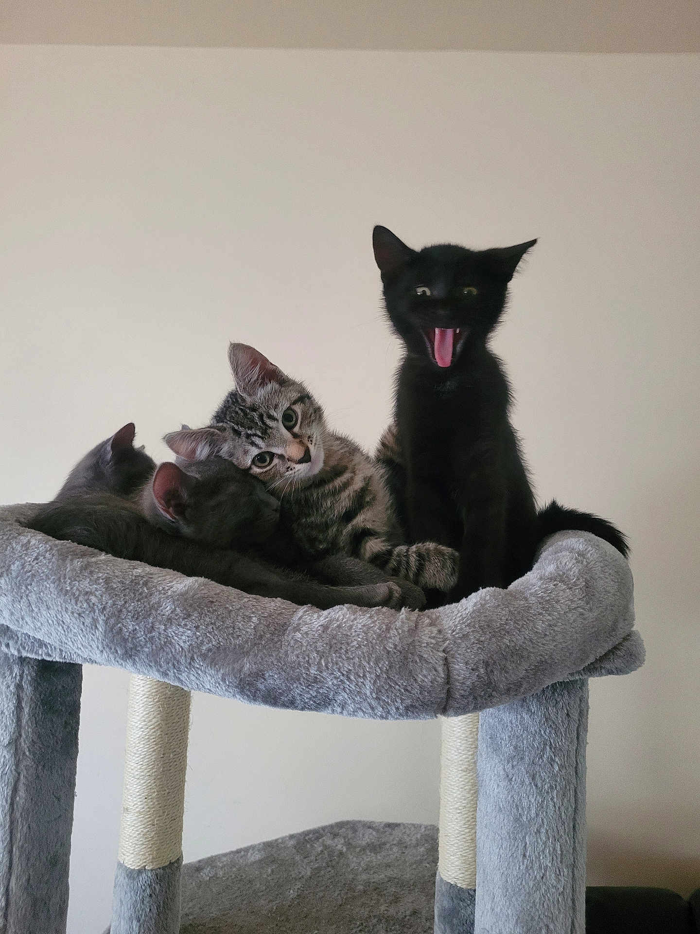 Pot Belly And Doc joined the competition — help win amazing prizes! kitten, cat, black_cat, tabby_cat, cat_tree, pet, animal, sleeping, yawning, indoor, soft, gray, fur, cute, pile, resting, ears, whiskers, claws, playful