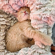 Noor is registered to the contest to win money with this photo: adorable, animal, blanket, cat, comfort, content, cozy, cute, fluffy, fur, kitten, nap, pet, pink_light, relaxation, rest, sleeping, small, soft_texture, warm