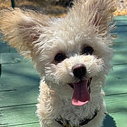 Daisy joined the competition — help win amazing prizes! dog, white, curly_fur, tongue_out, ears_up, pet, canine, happy, outdoor, sunlight, green_deck, playful, close_up, portrait, animal, cute, fur, friendly, daylight, smiling