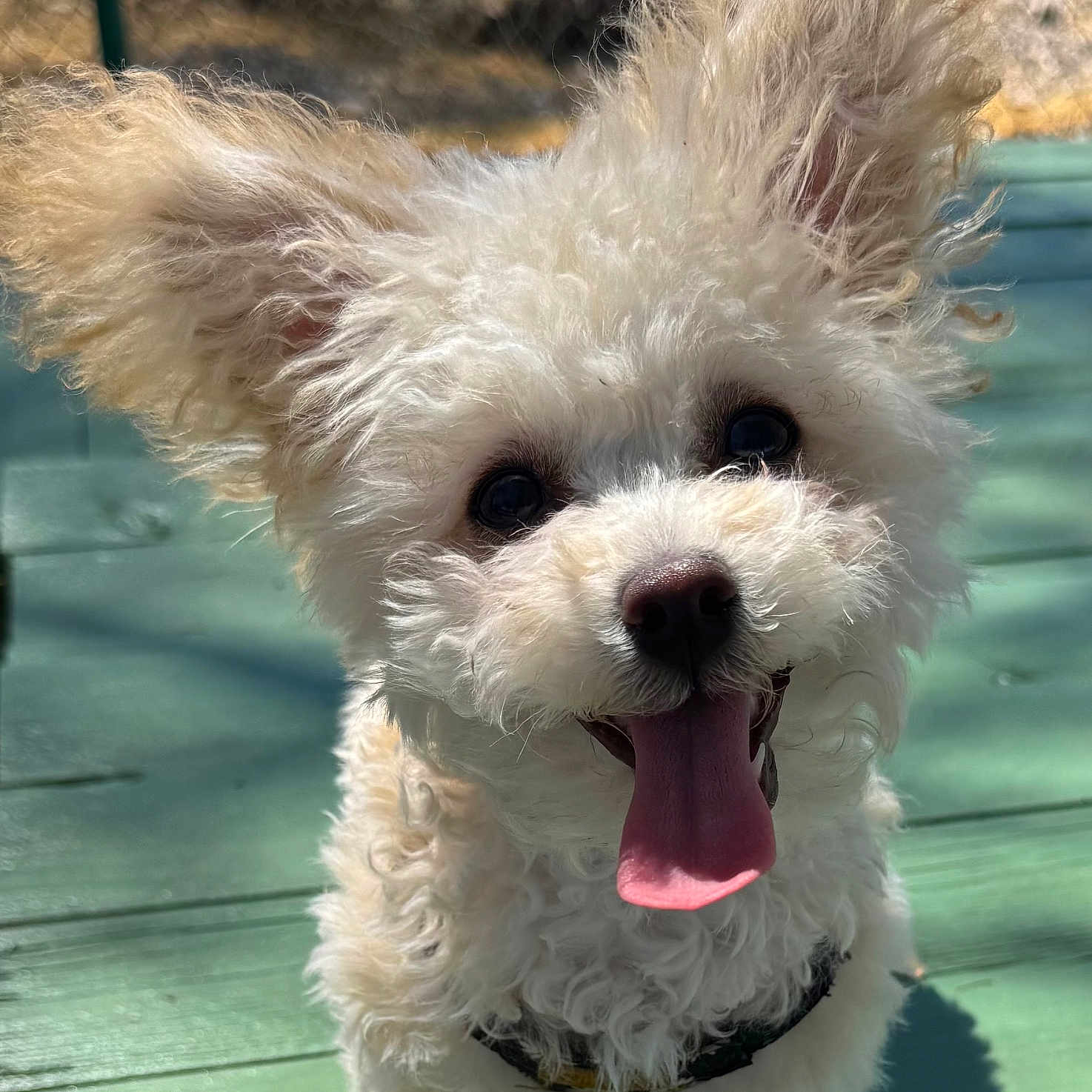 Daisy joined the competition — help win amazing prizes! animal, canine, close_up, curly_fur, cute, daylight, dog, ears_up, friendly, fur, green_deck, happy, outdoor, pet, playful, portrait, smiling, sunlight, tongue_out, white